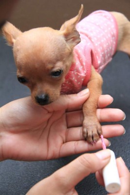 Lleva tu perro al salón