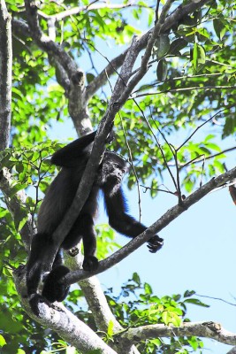 Río Tinto, el último pulmón verde para los apasionados de las aves