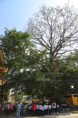 Celebran los 80 años de uno de los árboles más longevos de San Pedro Sula