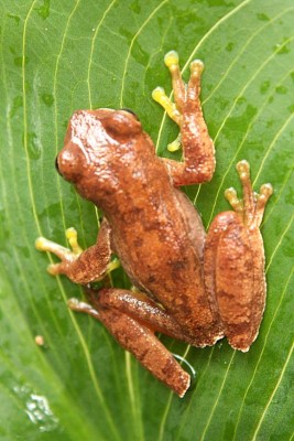 Un bosque de vida silvestre para recorrer y disfrutar