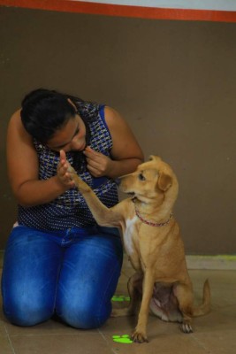 Repudian maltrato contra mascotas en San Pedro Sula