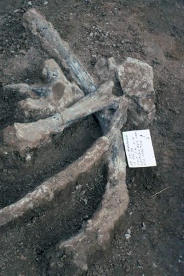 A handout picture released on April 25, 2017 by the San Diego Natural History Museum shows an unbroken mastodon ribs and vertebrae, including one vertebra with a large well preserved neural spine found in excavation unit J4.High-tech dating of mastodon remains found in southern California has shattered the timeline of human migration to America, pushing the presence of hominins back to 130,000 years ago rather than just 15,000 years, researchers said on April 26, 2017. Teeth and bones of the elephant-like creature unmistakably modified by human hands, along with stone hammers and anvils, leave no doubt that some species of early human feasted on its carcass, they reported in the journal Nature. / AFP PHOTO / San Diego Natural History Museum / STRINGER / RESTRICTED TO EDITORIAL USE - MANDATORY CREDIT 'AFP PHOTO / San Diego Natural History Museum' - NO MARKETING NO ADVERTISING CAMPAIGNS - DISTRIBUTED AS A SERVICE TO CLIENTS