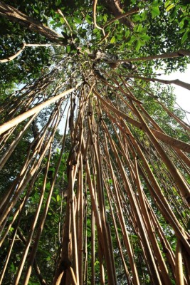 ¡Punta Izopo a la vista!