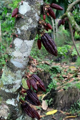 Industria cacaotera requiere más infraestructura de acopio