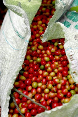Honduras apunta a convertirse en el cuarto exportador mundial de café