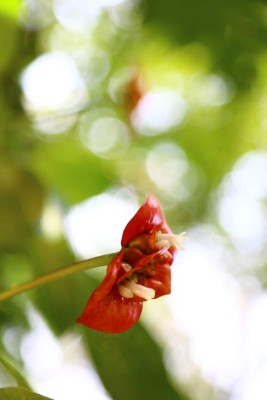 El Lago de Yojoa, una joya hondureña por descubrir
