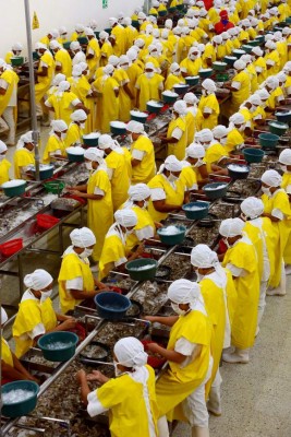 La agroindustria hondureña recupera volumen de exportaciones