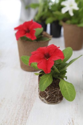 Seedlings of petunias in peat pots on a light wooden background