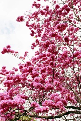 Los macuelizos embellecen San Pedro Sula