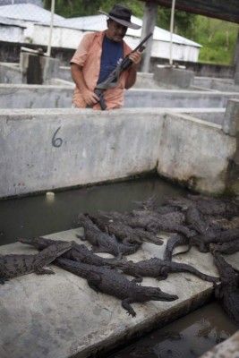 200 cocodrilos de los Rosenthal han muerto