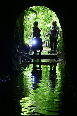 Un bosque de vida silvestre para recorrer y disfrutar