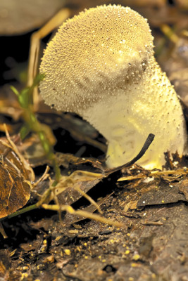 Los secretos de La Tigra