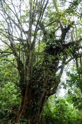 Exuberante vida silvestre y belleza natural