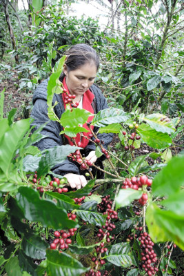 Café hondureño dejará 19 mil millones en 2011