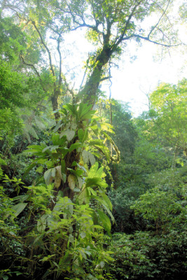 Panacam, ejemplo de protección al ambiente