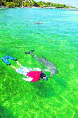 A man snorkeling with dolphin in clear Caribbean Sea. Roatan, Honduras