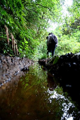 Un bosque de vida silvestre para recorrer y disfrutar