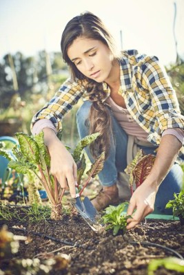 Concentrated young woman planting on field. Female is gardening in organic farm. She is wearing plaid shirt and jeans.