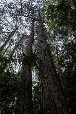 Parque Nacional Cusuco, poseedor de inimaginable belleza natural