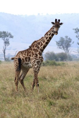 A giraffe and its tick bird passengers, Kenya.