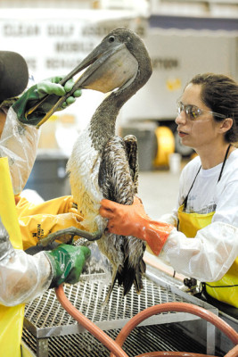 BP recogió en 24 horas 6,000 barriles de crudo