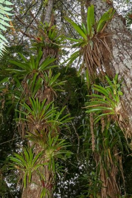 Parque Nacional Cusuco, poseedor de inimaginable belleza natural