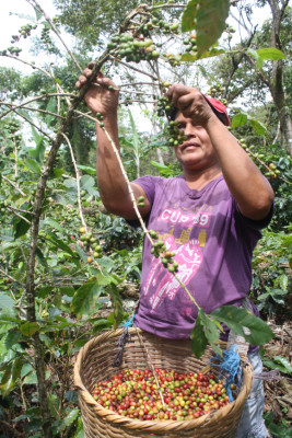 Reservas a septiembre mostraron una caída: BCH