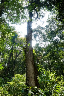 Exuberante vida silvestre y belleza natural