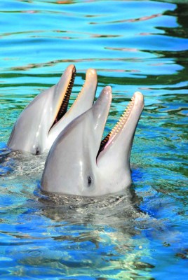 Roatán, lujo al natural