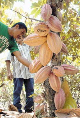 A la cima en cacao fino