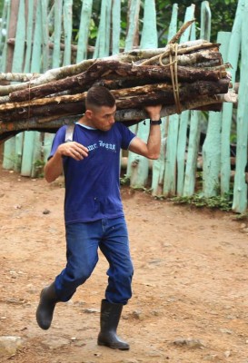 Inicia programa para reforestar El Merendón en San Pedro Sula