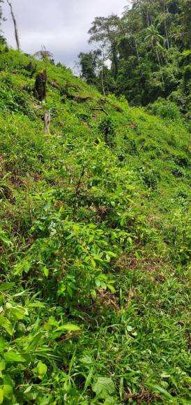 Aseguran más de 60 mil plantas de hoja de coca en Olancho