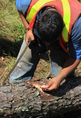 Hay 381,000 hectáreas afectadas por el gorgojo