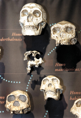 La evolución de Charles Darwin