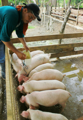 Unos L20 millones de cultivos hay en el norte de Choloma
