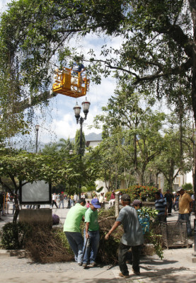 Podan viejos árboles en el parque central sampedrano