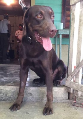 Pelé, el perro policía, regresa a las calles y halla droga en Roatán