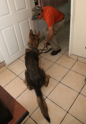 Alf, 'no es un perro drogo, trabaja por un premio”