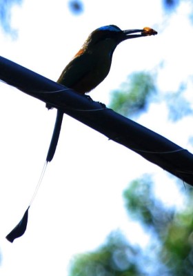 San Pedro Sula es también naturaleza y cultura