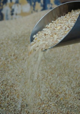 Transgénicos crean conflicto