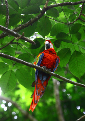 La guara roja vuela para resurgir en copán