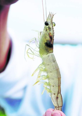 Camaroneros de Honduras les ponen sabor mexicano a sus exportaciones