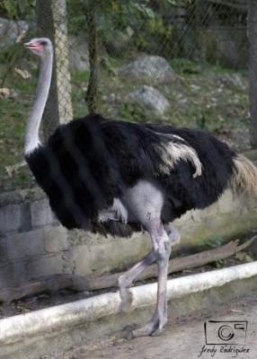 El Rosy Walther, un zoológico que encanta a los capitalinos