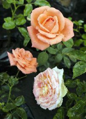 La más bella de las flores