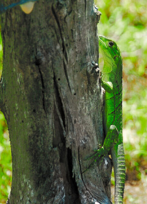 El Cusuco, la joya oculta de El Merendón