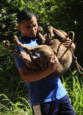 Pitbulls lo dieron todo en el segundo DogRun en San Pedro Sula