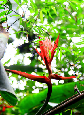 Explore el Cusuco, la joya natural que encuentra en El Merendón