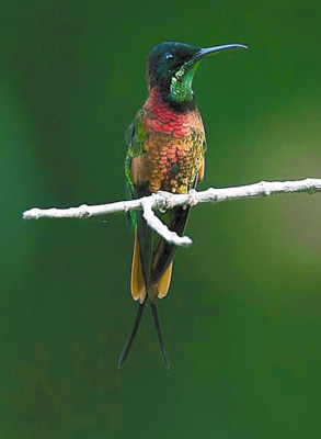 El Cusuco, la joya oculta de El Merendón