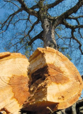 Oposición total al corte de antiguo ceibón