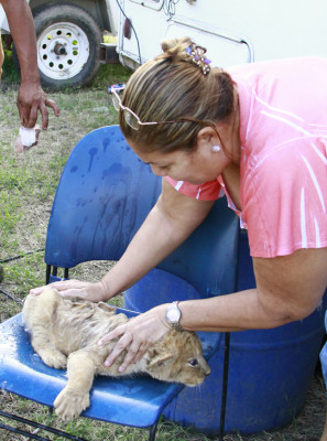 Una sala de maternidad para fieras
